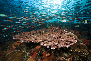 Neon Fusiliers over Coral Reef, Pterocaesio tile, Komodo National Park, Indonesia