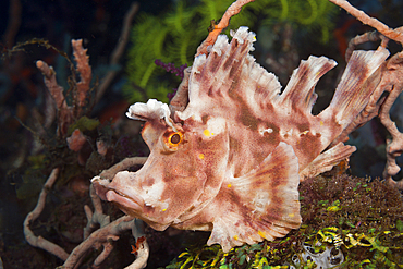 Paddle-flap Scorpionfish, Rhinopias eschmeyeri, Komodo National Park, Indonesia