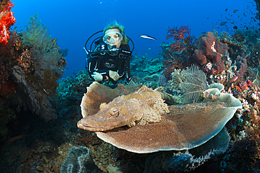 Beauforts Crocodilefish and Scuba diver, Cymbacephalus beauforti, Komodo National Park, Indonesia