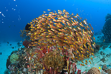 Glassy Sweepers in Coral Reef, Parapriacanthus ransonneti, Komodo National Park, Indonesia