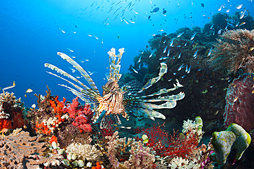 Lionfish in Coral Reef, Pterois volitans, Komodo National Park, Indonesia