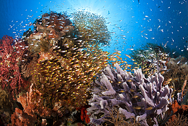 Glassy Sweepers in Coral Reef, Parapriacanthus ransonneti, Komodo National Park, Indonesia