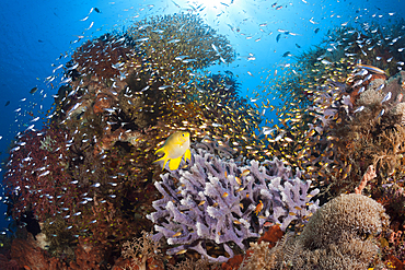 Glassy Sweepers in Coral Reef, Parapriacanthus ransonneti, Komodo National Park, Indonesia