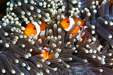 Clown Anemonefishes, Amphiprion ocellaris, Bali, Indonesia