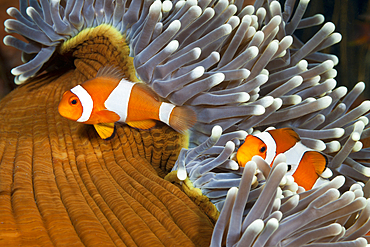 Clown Anemonefishes, Amphiprion ocellaris, Bali, Indonesia