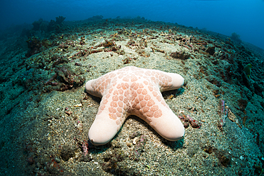 Granulated Starfish, Choriaster granulatus, Bali, Indonesia