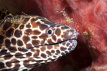 Honeycomb Moray cleaned by Shrimp, Gymnothorax isingteena, Bali, Indonesia