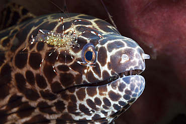 Honeycomb Moray cleaned by Shrimp, Gymnothorax isingteena, Bali, Indonesia