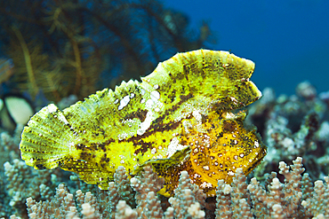 Yellow Leaf Fish, Taenionotus triacanthus, Bali, Indonesia