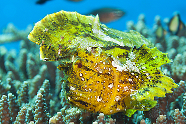 Yellow Leaf Fish, Taenionotus triacanthus, Bali, Indonesia