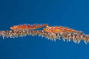 Pair of Whip Coral Goby, Bryaninops youngei, Bali, Indonesia