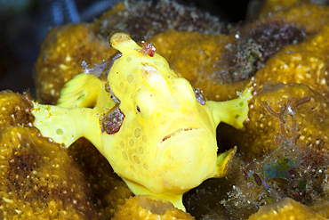 Yellow Spotted Frogfish, Antennarius pictus, Bali, Indonesia