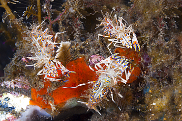 Spiny Tiger Shrimp, Phyllognathia ceratophthalmus, Bali, Indonesia