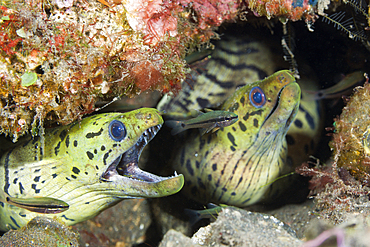 Pair of Fimbriated Moray, Gymnothorax fimbriatus, Bali, Indonesia