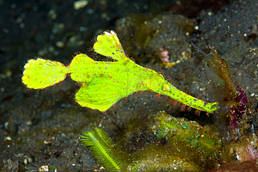 Robust Ghost Pipefish, Solenostomus cyanopterus, Bali, Indonesia