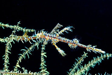 Harlequin Ghost Pipefish, Solenostomus paradoxus, Bali, Indonesia