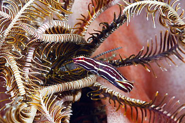 Crinoid Clingfish, Discotrema crinophila, Bali, Indonesia