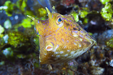 Thornback Cowfish, Lactoria fornasini, Bali, Indonesia