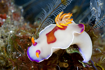 White Dorid Nudibranch, Hypselodoris sp., Bali, Indonesia