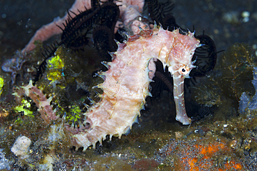 Thorny Seahorse, Hippocampus histrix, Bali, Indonesia