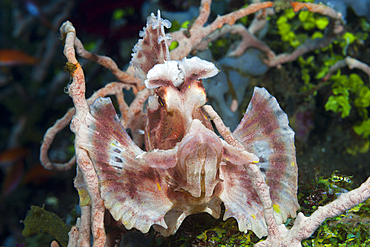 Paddle-flap Scorpionfish, Rhinopias eschmeyeri, Bali, Indonesia