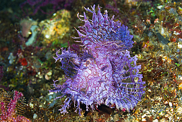 Weedy Scorpionfish, Rhinopias frondosa, Bali, Indonesia