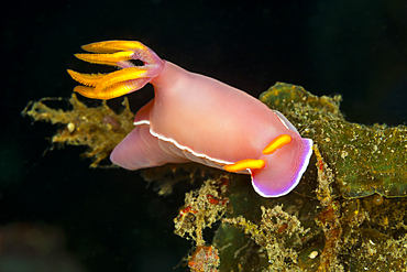 Pink Dorid Nudibranch, Hypselodoris bullockii, Bali, Indonesia