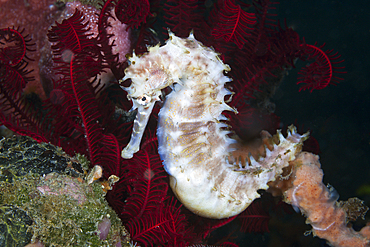 Thorny Seahorse, Hippocampus histrix, Bali, Indonesia