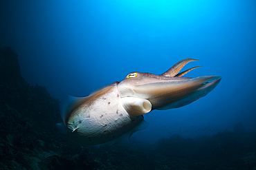 Broadclub Cuttlefish, Sepia latimanus, Bali, Indonesia