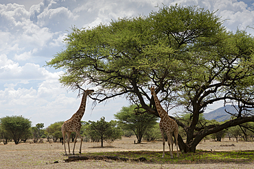 Pair of Angolan Giraffes, Giraffa camelopardalis angoloensis, Namibia