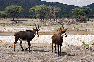 Pair of Sable Antilopes, Hippotragus niger, Namibia