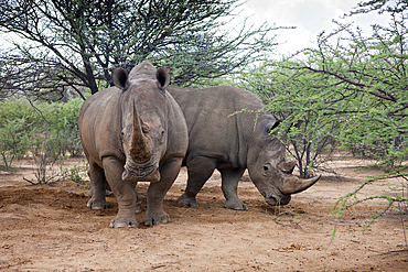 Pair of White Rinoceros, Ceratotherium simum, Namibia