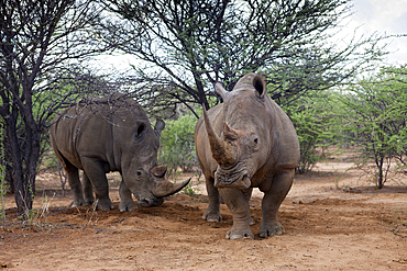 Pair of White Rinoceros, Ceratotherium simum, Namibia