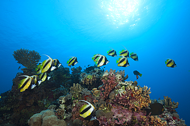 Shoal of Red Sea Bannerfish, Heniochus intermedius, Red Sea, Dahab, Egypt