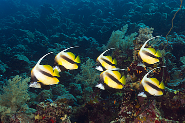 Shoal of Red Sea Bannerfish, Heniochus intermedius, Red Sea, Dahab, Egypt