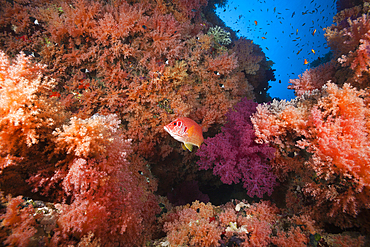 Colored Soft Coral Reef, Red Sea, Ras Mohammed, Egypt