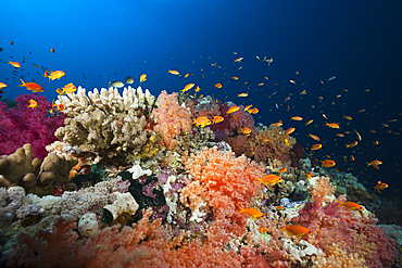 Colored Soft Coral Reef, Red Sea, Ras Mohammed, Egypt