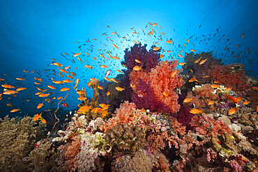 Colored Soft Coral Reef, Red Sea, Ras Mohammed, Egypt