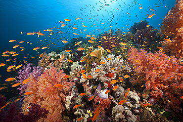 Lyretail Anthias over Coral Reef, Pseudanthias squamipinnis, Red Sea, Ras Mohammed, Egypt