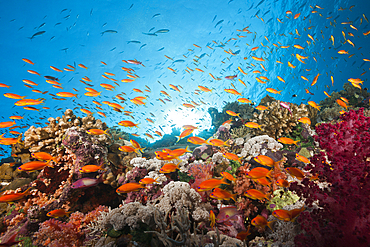 Lyretail Anthias over Coral Reef, Pseudanthias squamipinnis, Red Sea, Ras Mohammed, Egypt