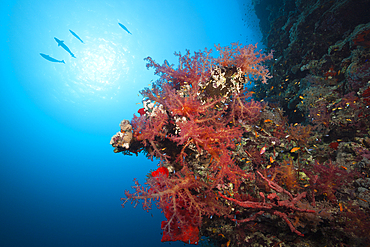 Colored Soft Coral Reef, Red Sea, Dahab, Egypt