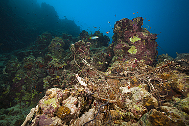 Fishing Net in Coral Reef, Red Sea, Egypt