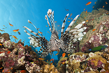 Lionfish, Pterois miles, Red Sea, Dahab, Egypt