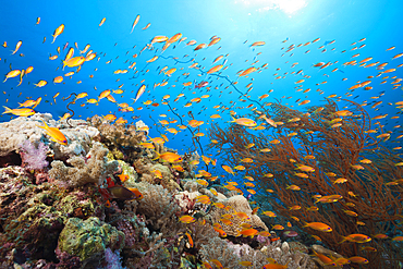 Lyretail Anthias over Coral Reef, Pseudanthias squamipinnis, Red Sea, Ras Mohammed, Egypt