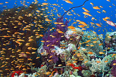 Lyretail Anthias over Coral Reef, Pseudanthias squamipinnis, Red Sea, Ras Mohammed, Egypt