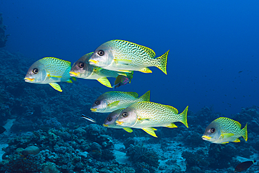 Shoal of Blackspotted Sweetlips, Plectorhinchus gaterinus, Red Sea, Dahab, Egypt