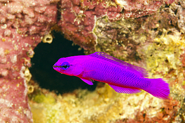 Purple Dottyback, Pseudochromis fridmani, Red Sea, Dahab, Egypt