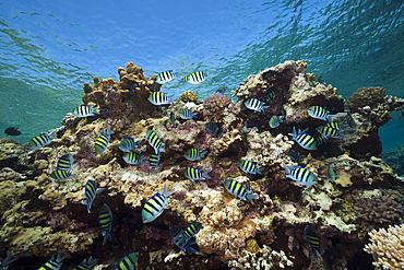 Shoal of Sergeant Damselfish spawning, Abudefduf vaigiensis, Red Sea, Dahab, Egypt