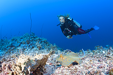 Scuba Diver and Bluespotted Ribbontail Ray, Taeniura lymma, Red Sea, Dahab, Egypt