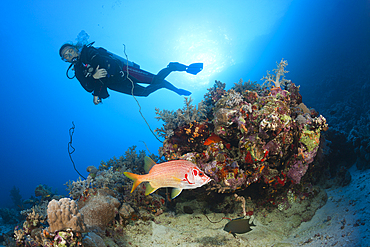 Scuba diver and Squirrelfish, Sargocentron spiniferum, Red Sea, Dahab, Egypt